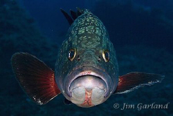 Mediterranean Grouper - Sardinia.  by Jim Garland 